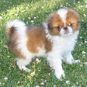 Sable Japanese chin puppy