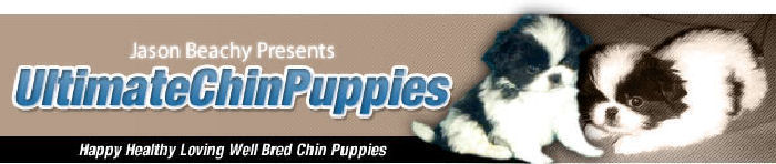 Ultimate Chin Puppies